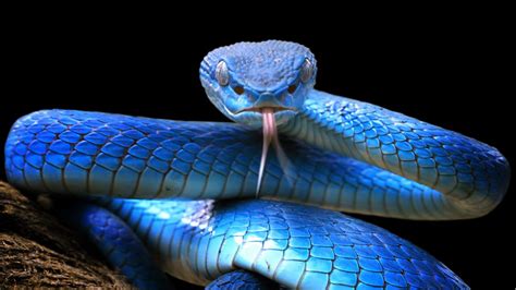 snake photos hd|show me images of snakes.